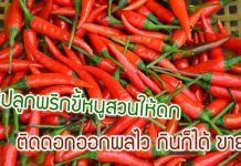 วิธีปลูกพริกขี้หนูสวนให้ดก เทคนิคติดดอกออกผลไว กินก็ได้ ขายก็ดี วิธีปลูกพริกขี้หนูสวนให้ดก เทคนิคติดดอกออกผลไว กินก็ได้ ขายก็ดี